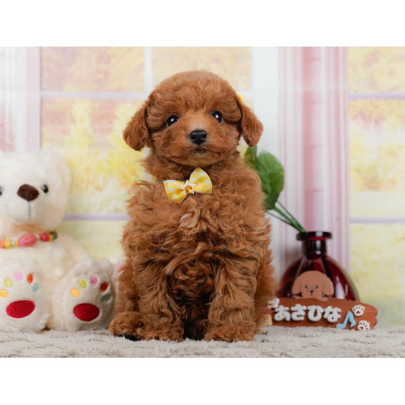 販売中の神奈川県のトイプードル-446768の13枚目