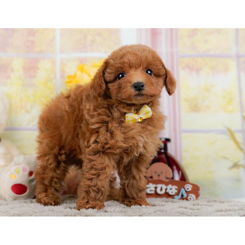 販売中の神奈川県のトイプードル-446768の12枚目