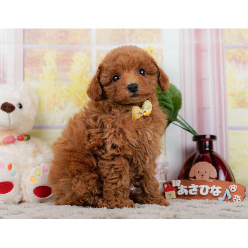 販売中の神奈川県のトイプードル-446768の11枚目