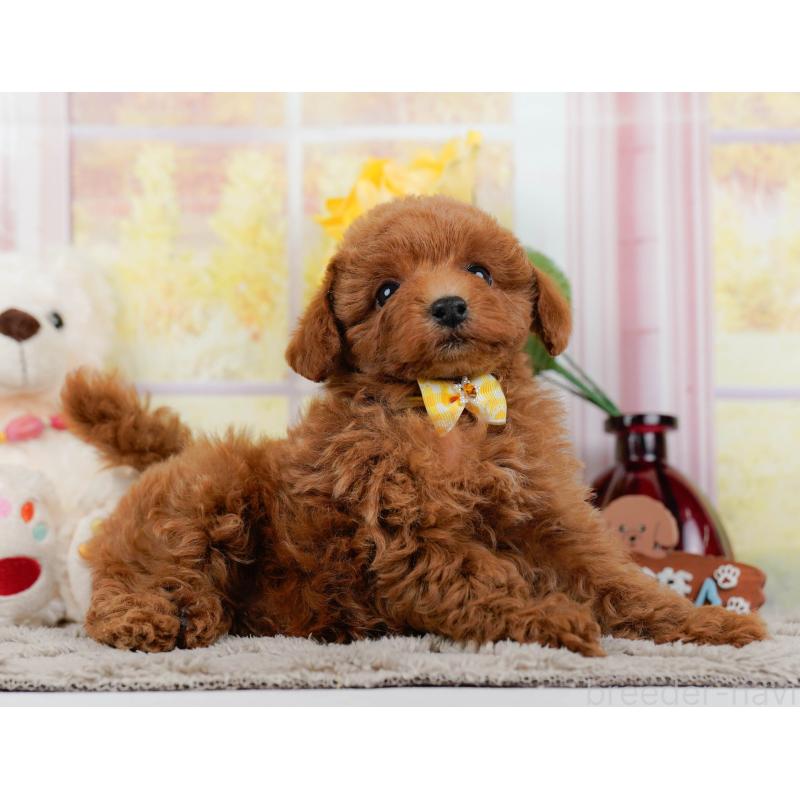 販売中の神奈川県のトイプードル-446768の10枚目