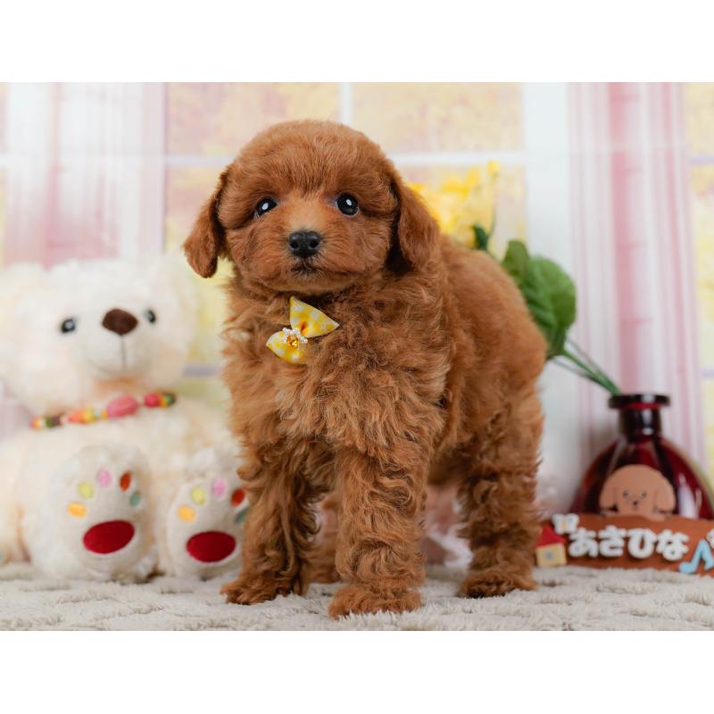 販売中の神奈川県のトイプードル-446768の9枚目