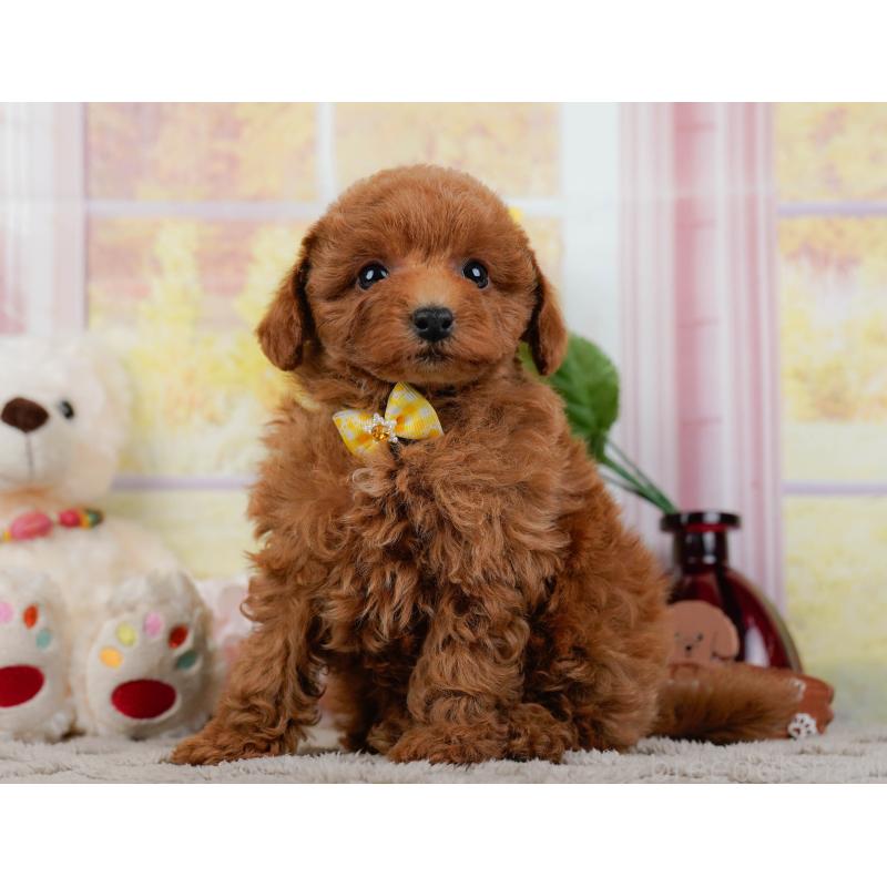 販売中の神奈川県のトイプードル-446768の8枚目