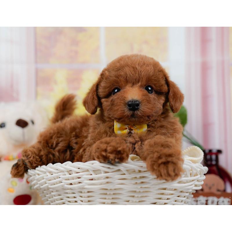 販売中の神奈川県のトイプードル-446768の7枚目