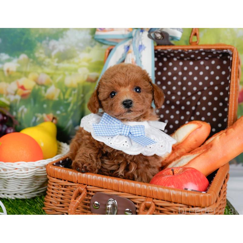 販売中の神奈川県のトイプードル-446768の6枚目