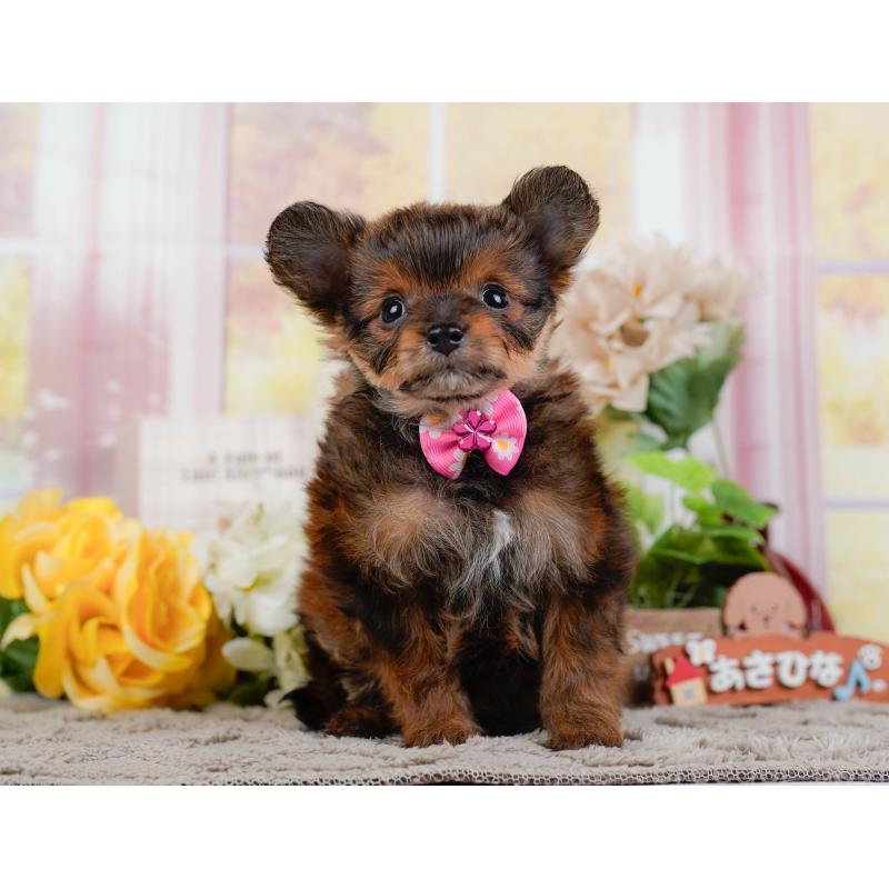 販売中の神奈川県のチワプー:チワワ×トイプードル-446762の13枚目