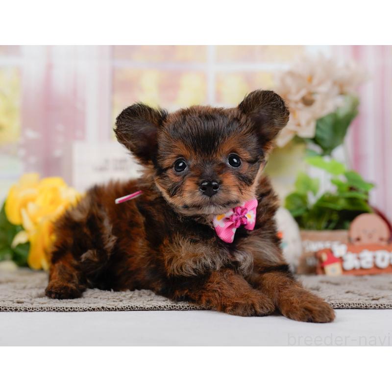 販売中の神奈川県のチワプー:チワワ×トイプードル-446762の11枚目