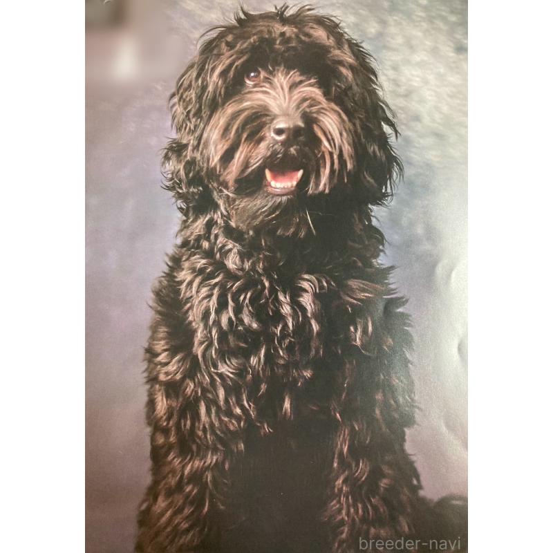 成約済の京都府のゴールデンドゥードル:ゴールデンレトリーバー×プードル-414672の2枚目