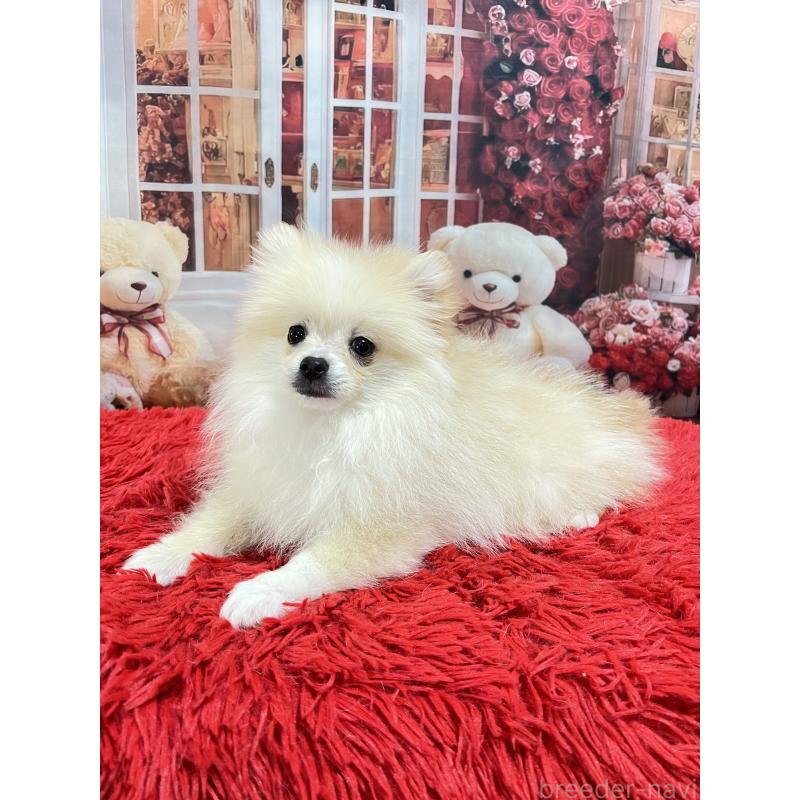 販売中の茨城県のポメラニアン-439069の3枚目