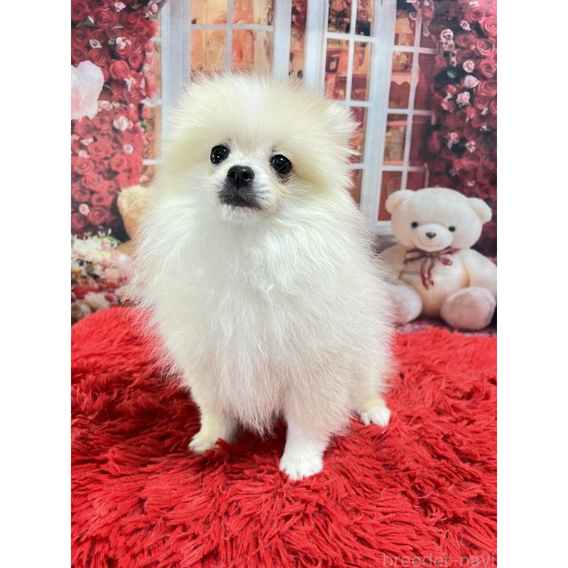 販売中の茨城県のポメラニアン-439069の2枚目