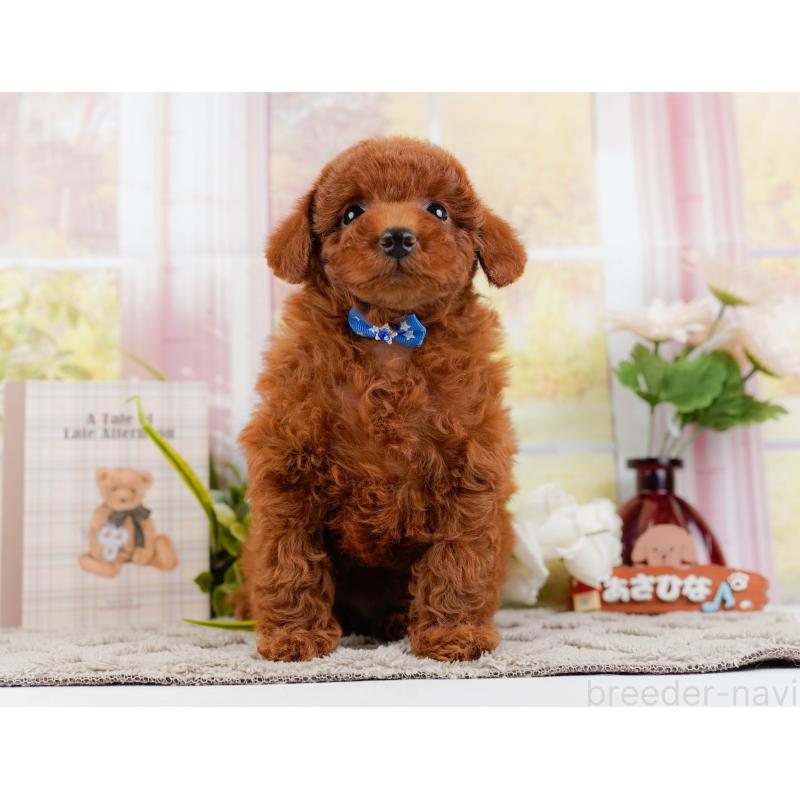 販売中の神奈川県のトイプードル-446756の13枚目