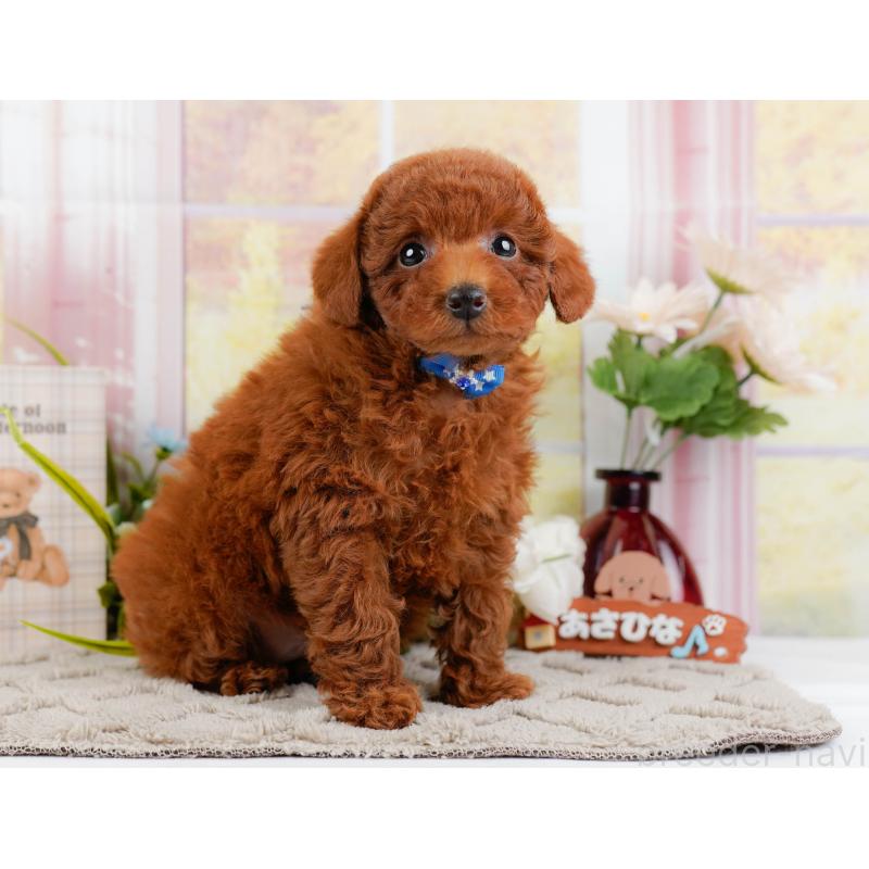 販売中の神奈川県のトイプードル-446756の11枚目