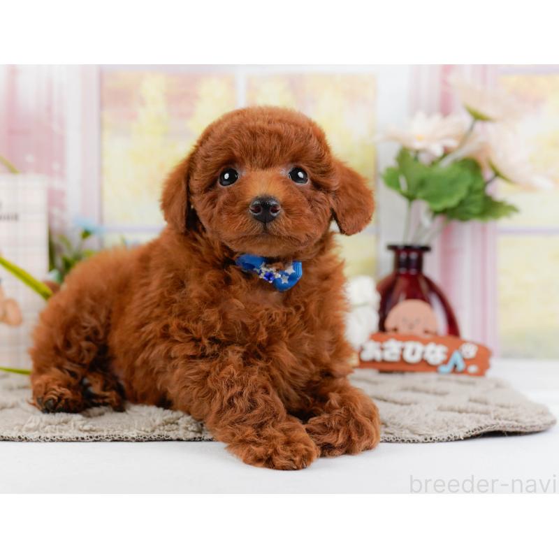 販売中の神奈川県のトイプードル-446756の10枚目