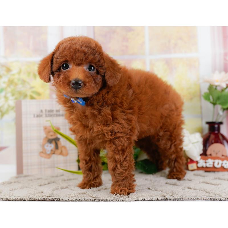 販売中の神奈川県のトイプードル-446756の9枚目