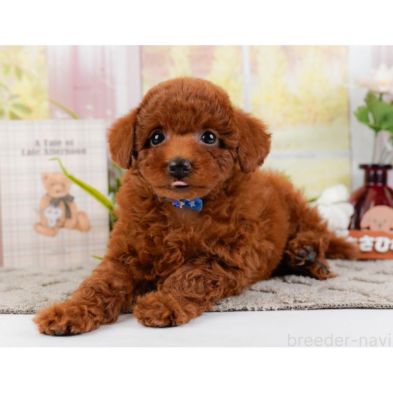 販売中の神奈川県のトイプードル-446756の8枚目