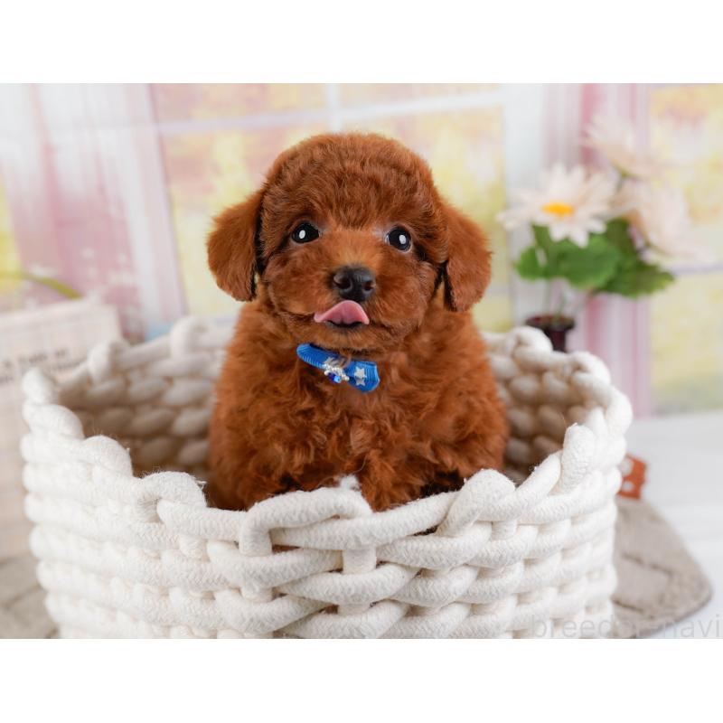 販売中の神奈川県のトイプードル-446756の7枚目