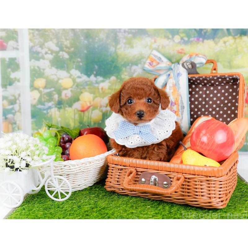 販売中の神奈川県のトイプードル-446756の6枚目