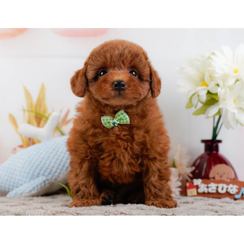 販売中の神奈川県のトイプードル-446758の13枚目