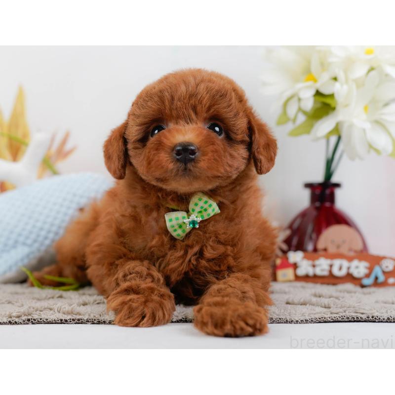 販売中の神奈川県のトイプードル-446758の12枚目