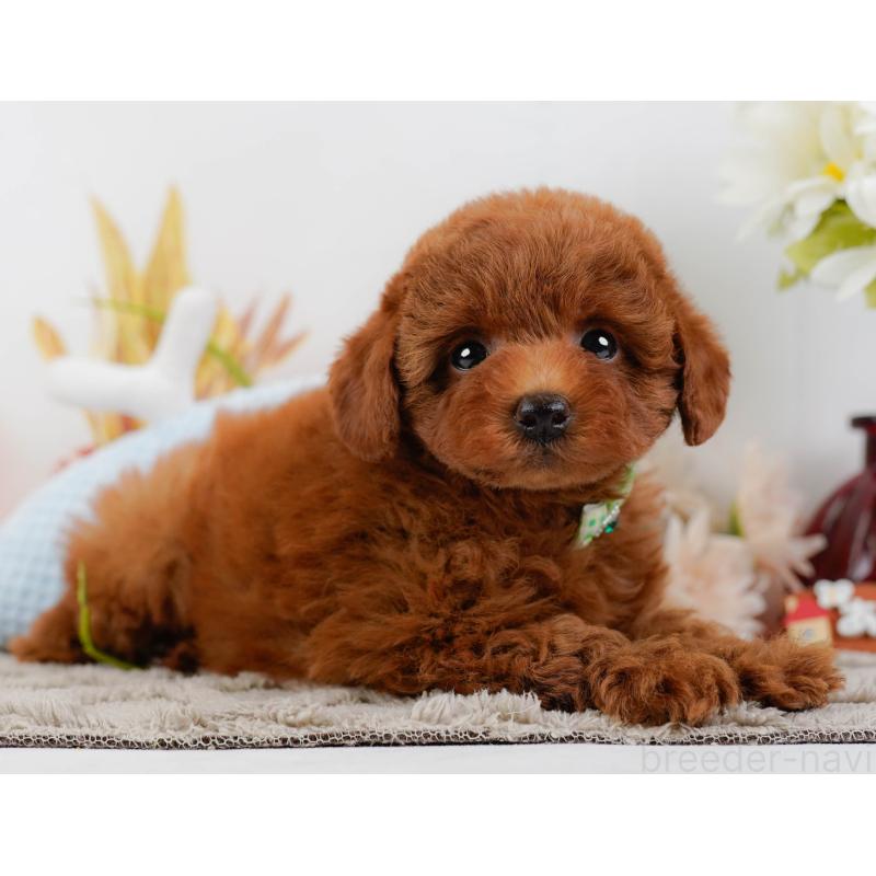 販売中の神奈川県のトイプードル-446758の11枚目