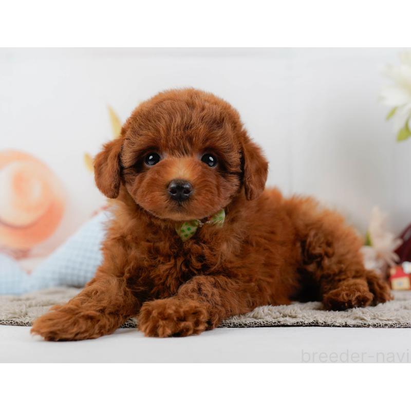 販売中の神奈川県のトイプードル-446758の9枚目