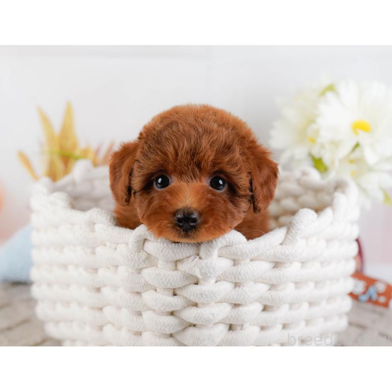 販売中の神奈川県のトイプードル-446758の7枚目