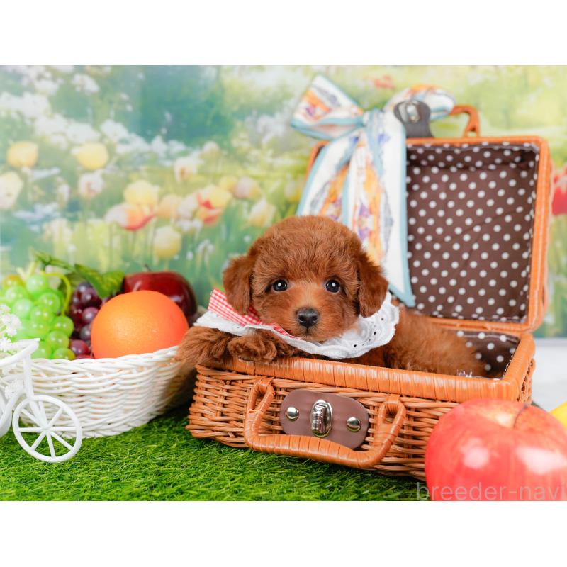 販売中の神奈川県のトイプードル-446758の6枚目