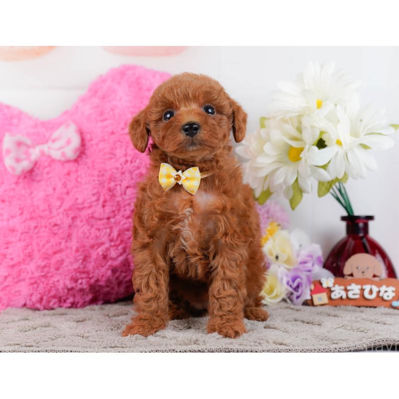 販売中の神奈川県のトイプードル-446718の13枚目