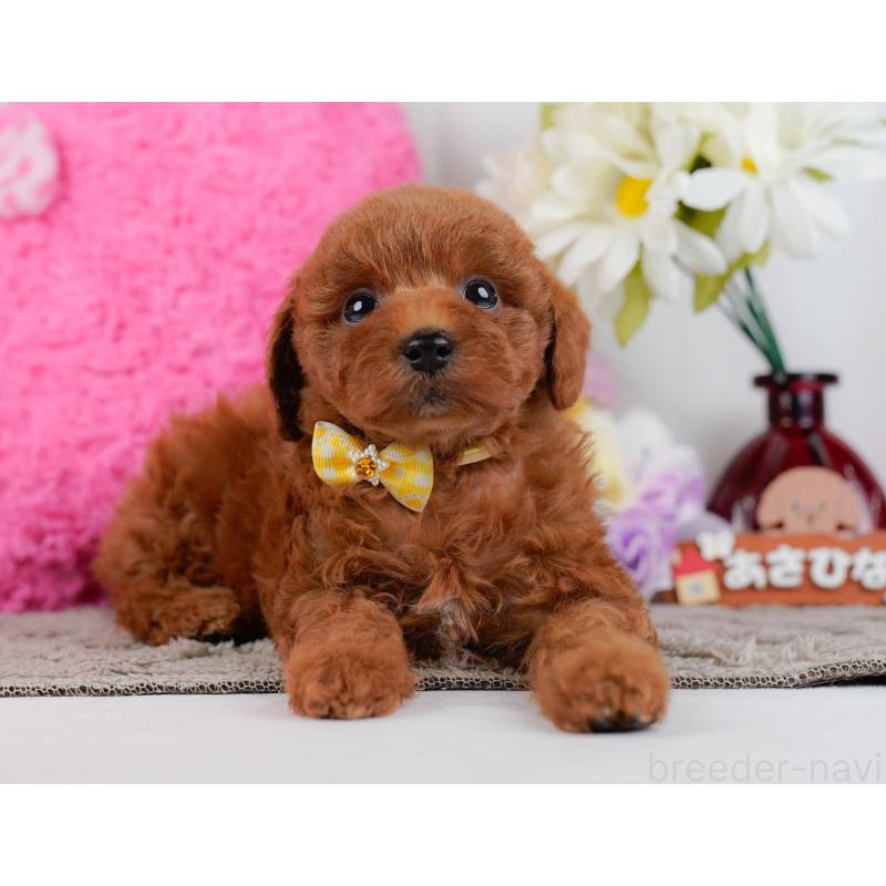 販売中の神奈川県のトイプードル-446718の12枚目