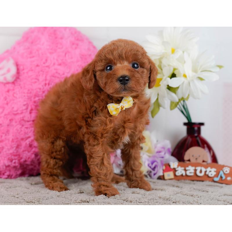 販売中の神奈川県のトイプードル-446718の11枚目