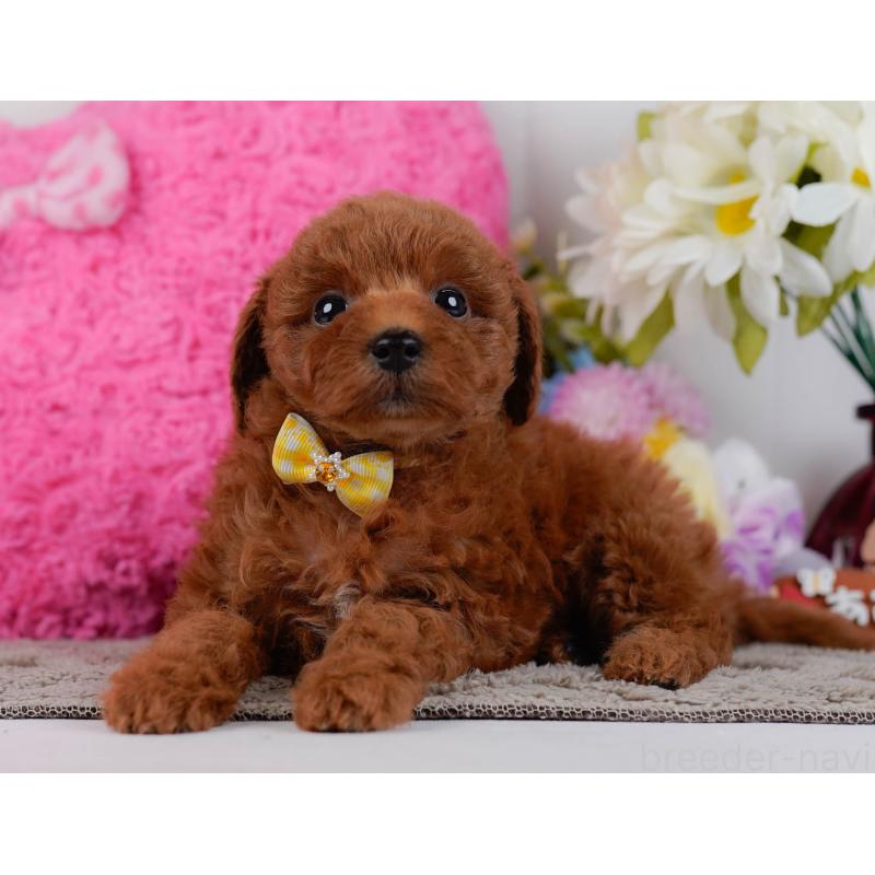 販売中の神奈川県のトイプードル-446718の8枚目