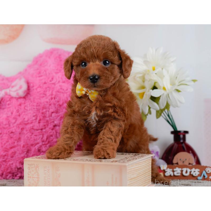 販売中の神奈川県のトイプードル-446718の7枚目