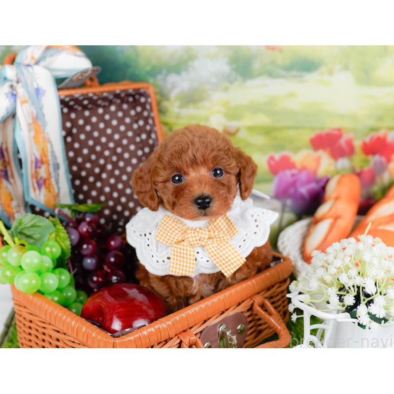 販売中の神奈川県のトイプードル-446718の6枚目