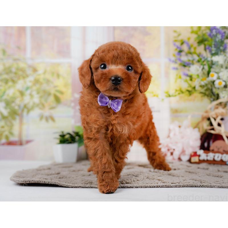 販売中の神奈川県のトイプードル-446721の13枚目