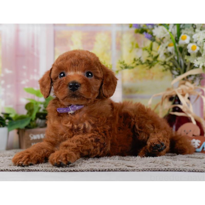 販売中の神奈川県のトイプードル-446721の12枚目