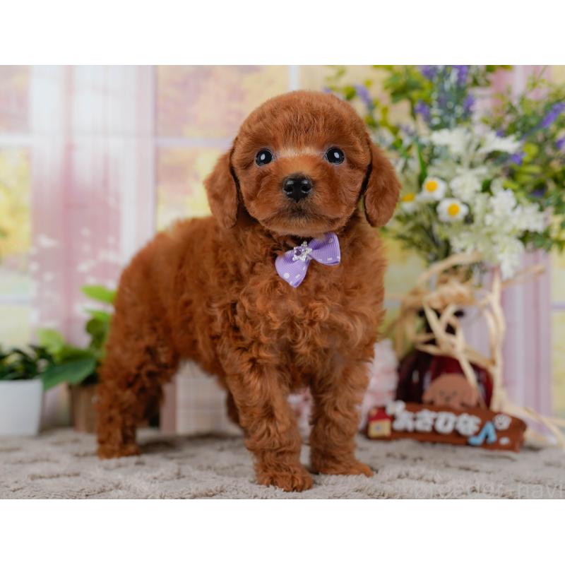 販売中の神奈川県のトイプードル-446721の11枚目