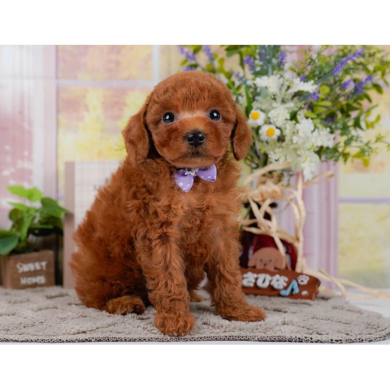 販売中の神奈川県のトイプードル-446721の10枚目