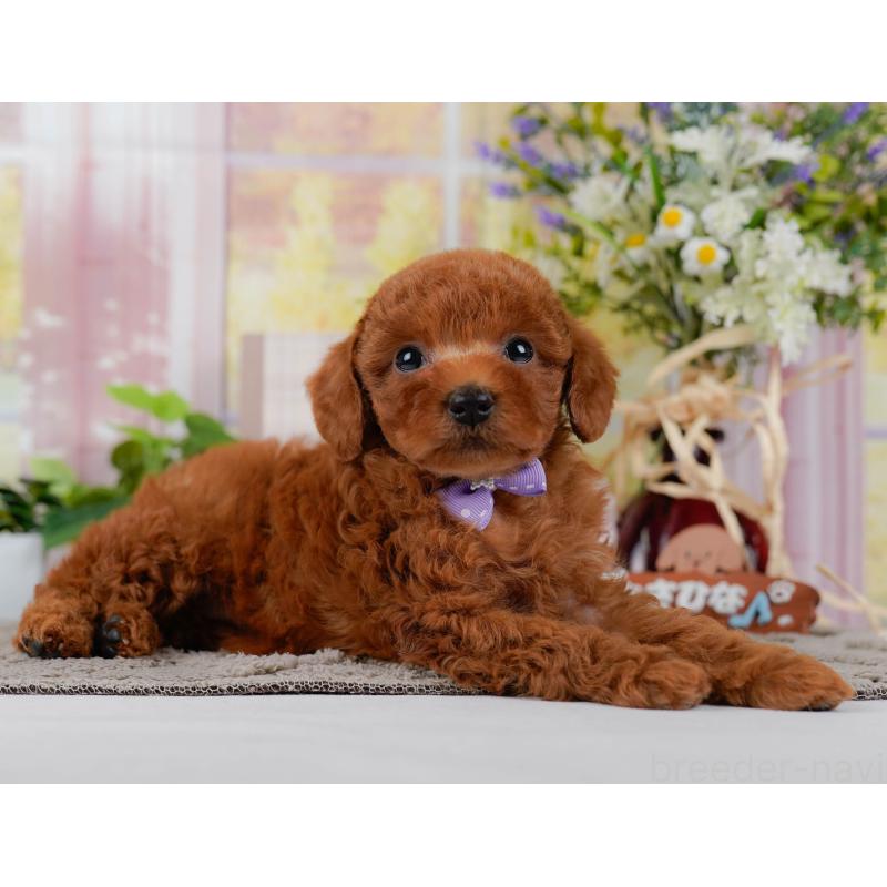 販売中の神奈川県のトイプードル-446721の9枚目