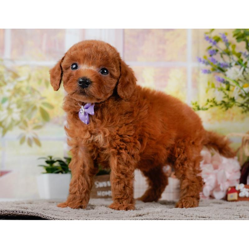 販売中の神奈川県のトイプードル-446721の8枚目