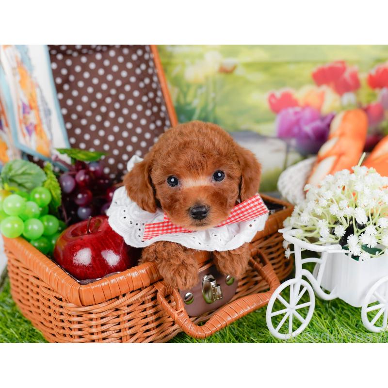 販売中の神奈川県のトイプードル-446721の7枚目