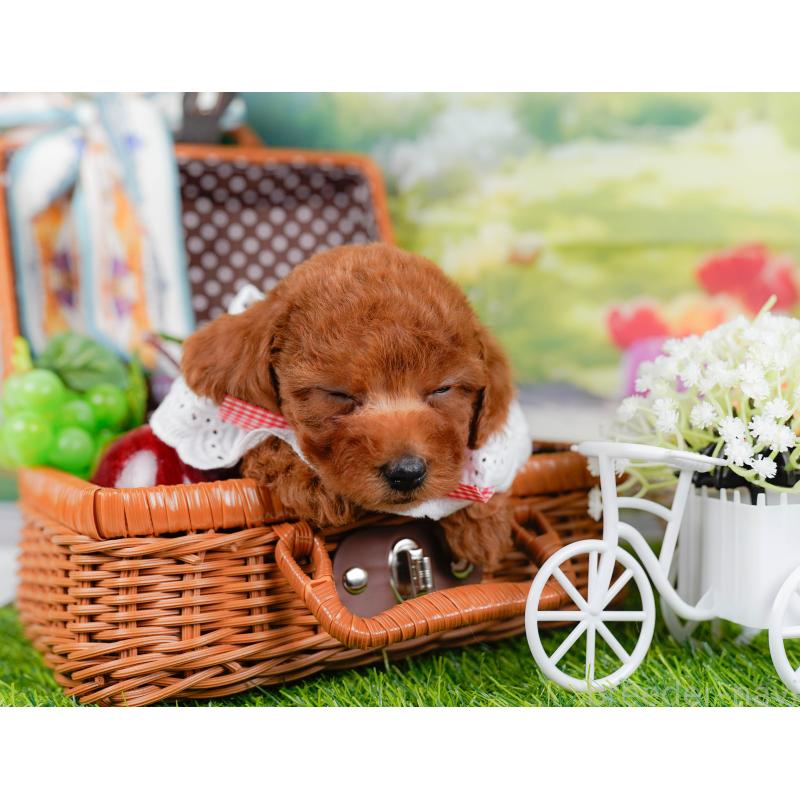 販売中の神奈川県のトイプードル-446721の6枚目