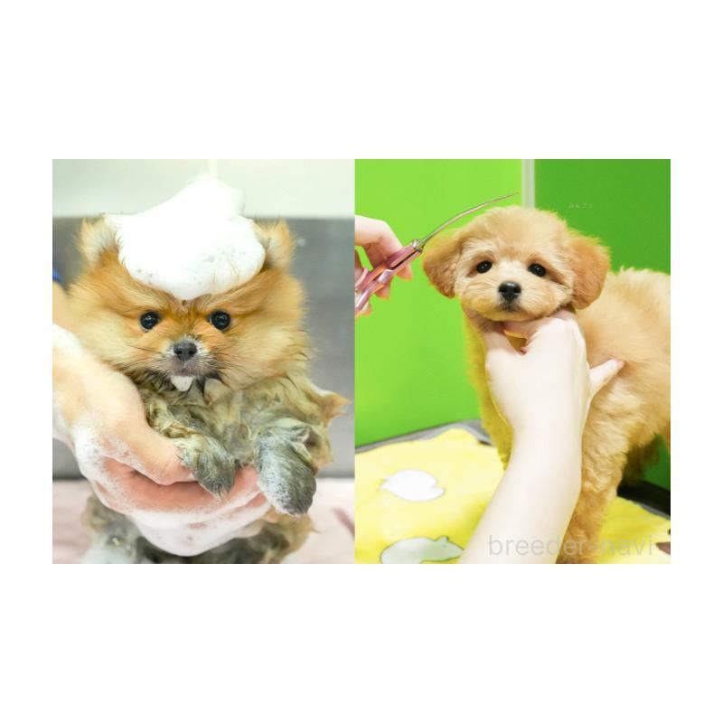 販売中の神奈川県のトイプードル-446748の15枚目