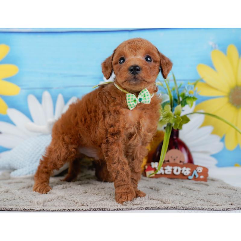 販売中の神奈川県のトイプードル-446748の12枚目