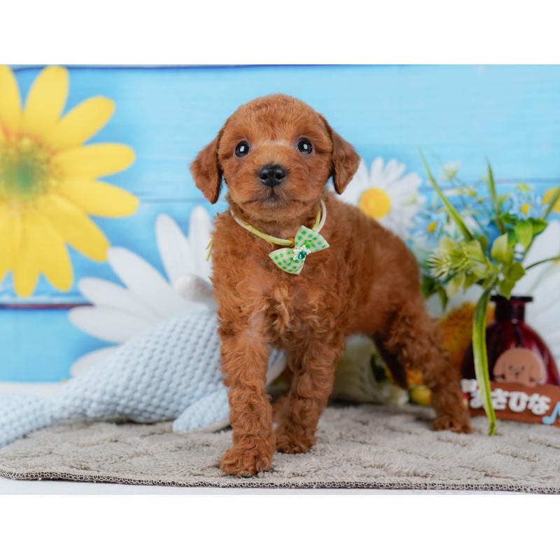 販売中の神奈川県のトイプードル-446748の10枚目