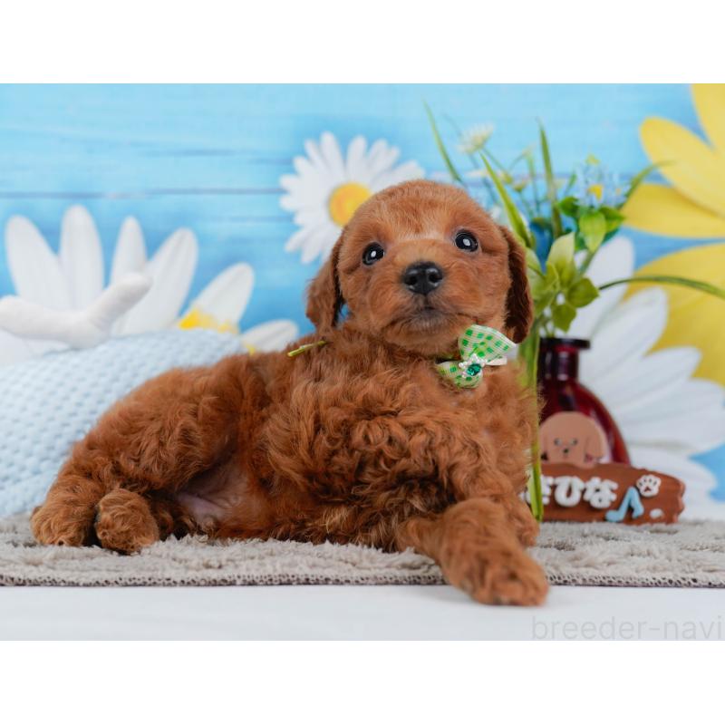 販売中の神奈川県のトイプードル-446748の8枚目