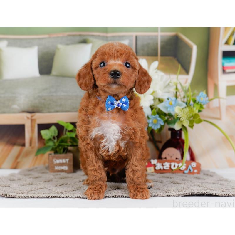 販売中の神奈川県のトイプードル-446751の13枚目