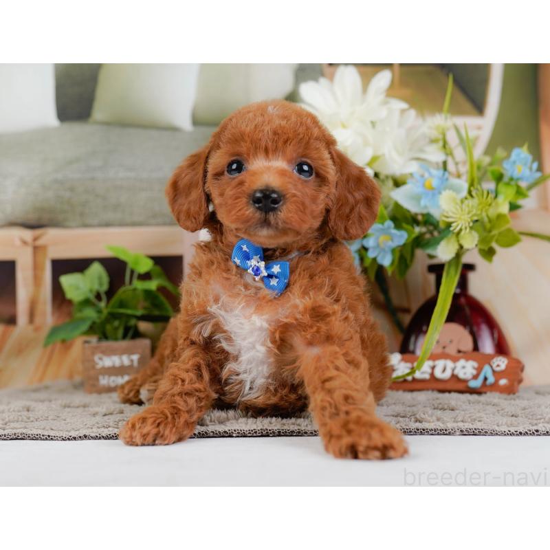 販売中の神奈川県のトイプードル-446751の12枚目