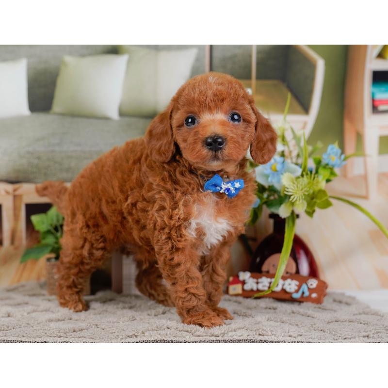 販売中の神奈川県のトイプードル-446751の11枚目