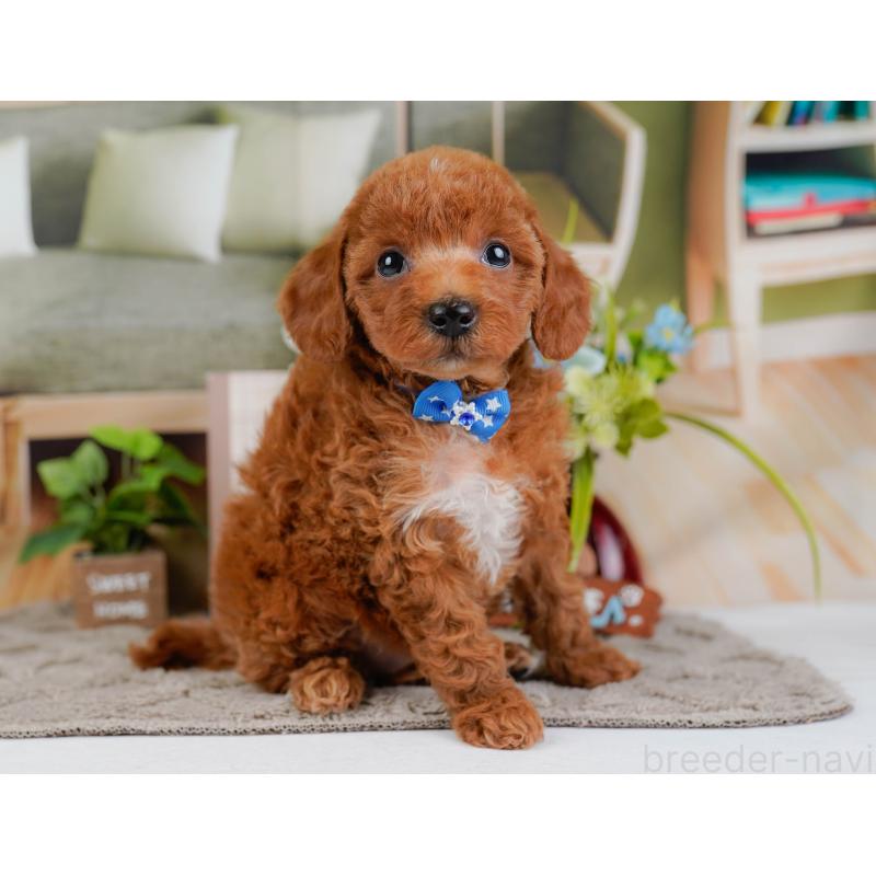 販売中の神奈川県のトイプードル-446751の10枚目