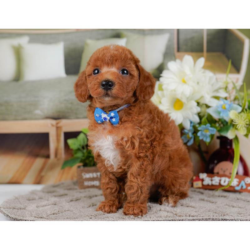 販売中の神奈川県のトイプードル-446751の8枚目