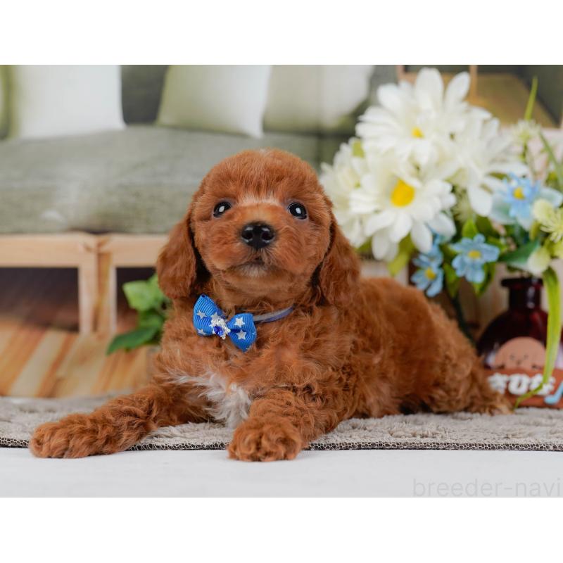 販売中の神奈川県のトイプードル-446751の7枚目